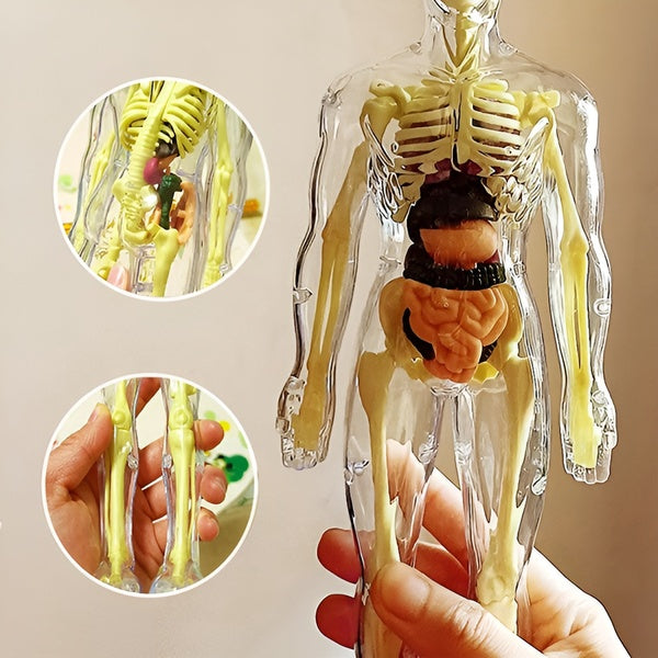 Edukativni set 3D model ljudskog tela